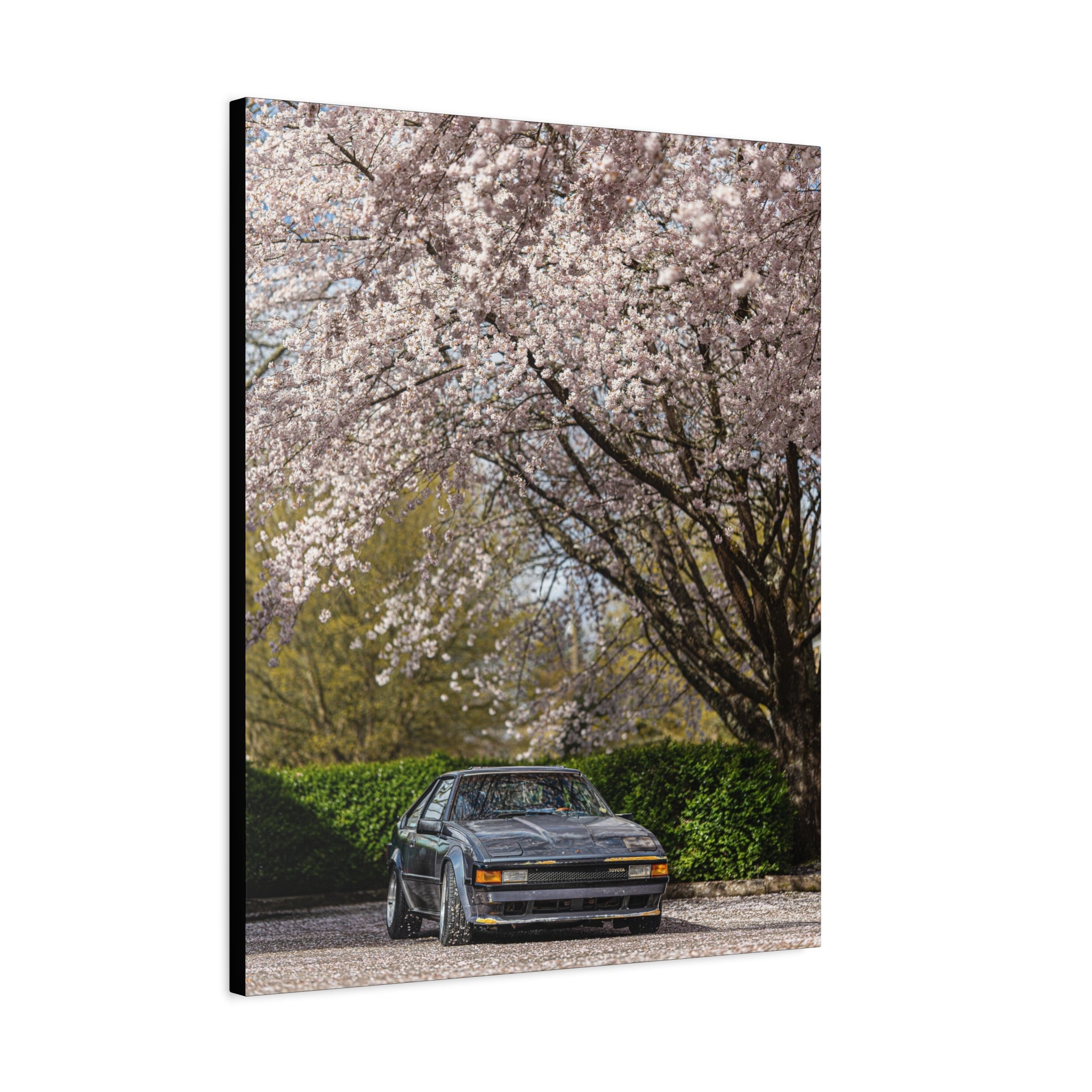 Vintage Sports Car Canvas Print - Cherry Blossom Scene, Matte Stretched 1.25"