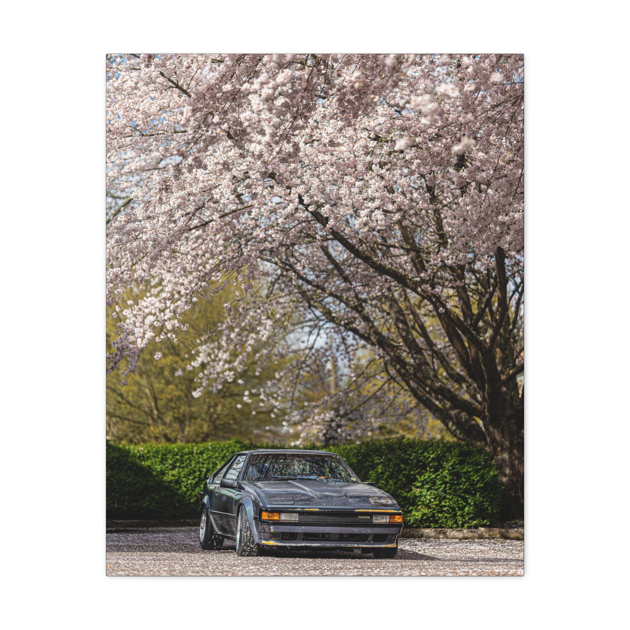 Vintage Sports Car Canvas Print - Cherry Blossom Scene, Matte Stretched 1.25"